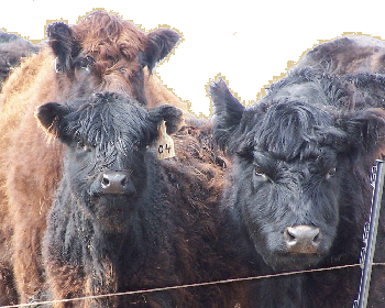 Hodgeson Ranch Galloway Cattle sells certified organic grass-fed beef