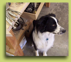 Our dog in the workshop at Hodgson Ranch
